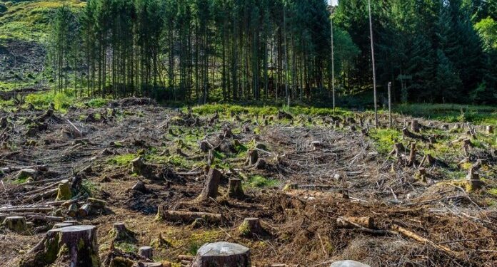 Déforestation : L’UE veut verdir ses importations 1 - Le Progrès Egyptien