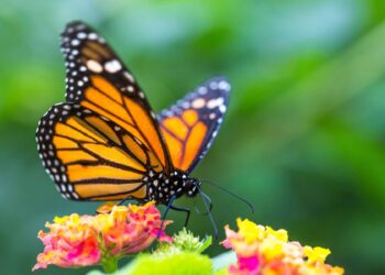 Les monarques de retour en Californie