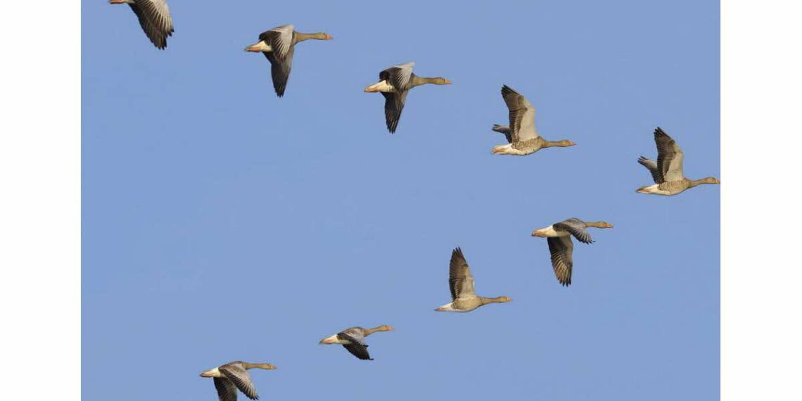 Pourquoi les oiseaux migrateurs volent-ils en V ? 2 - Le Progrès Egyptien Pourquoi les oiseaux migrateurs volent-ils en V ? 1 - Le Progrès Egyptien