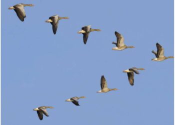 Pourquoi les oiseaux migrateurs volent-ils en V ?