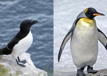 Pingouin et manchot, quelle différence ?