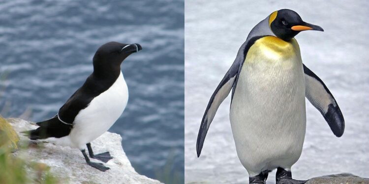 Pingouin et manchot, quelle différence ? 1 - Le Progrès Egyptien