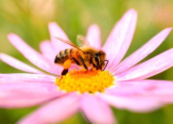 Les abeilles peuvent goûter avec leurs pattes