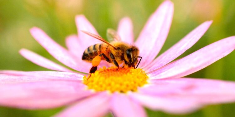 Les abeilles peuvent goûter avec leurs pattes 2 - Le Progrès Egyptien Les abeilles peuvent goûter avec leurs pattes 1 - Le Progrès Egyptien