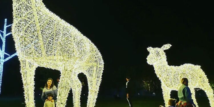 Les lumières de Noël scintillent à Charm Al-Cheikh 2 - Le Progrès Egyptien Les lumières de Noël scintillent à Charm Al-Cheikh 1 - Le Progrès Egyptien