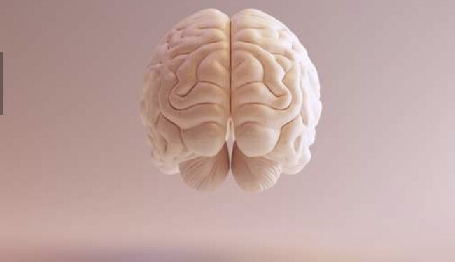 Les dégâts de la Covid-19 sur le cerveau humain 1 - Le Progrès Egyptien