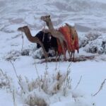 Sainte-Catherine de blanc vêtue ! 4 - Le Progrès Egyptien Sainte-Catherine de blanc vêtue ! 3 - Le Progrès Egyptien