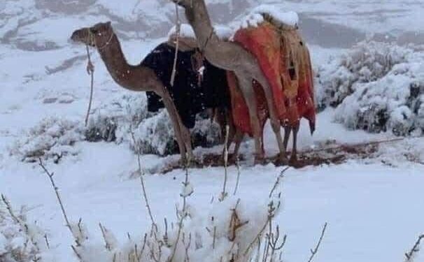 Sainte-Catherine de blanc vêtue ! 2 - Le Progrès Egyptien Sainte-Catherine de blanc vêtue ! 1 - Le Progrès Egyptien