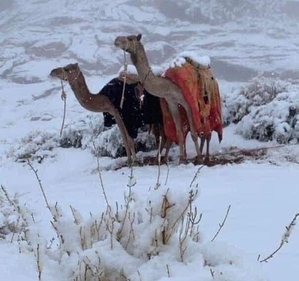 Sainte-Catherine de blanc vêtue ! 1 - Le Progrès Egyptien