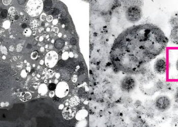 Omicron : De bonnes et de moins bonnes nouvelles