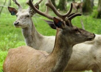 Des animaux sauvages infectés par le Covid-19 pour la première fois au Canada