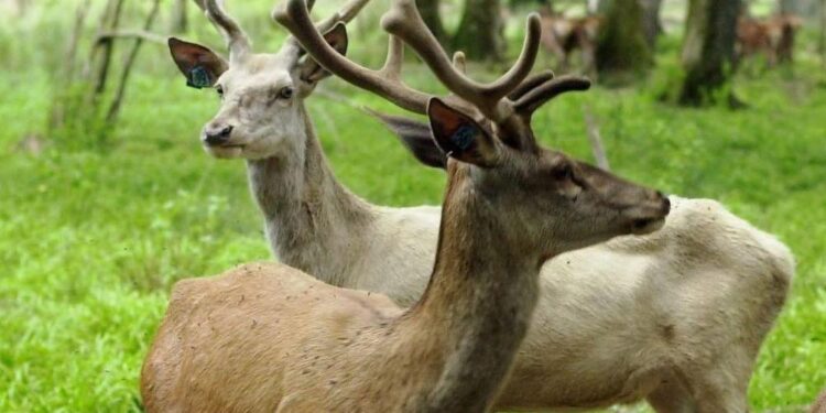 Des animaux sauvages infectés par le Covid-19 pour la première fois au Canada 2 - Le Progrès Egyptien Des animaux sauvages infectés par le Covid-19 pour la première fois au Canada 1 - Le Progrès Egyptien