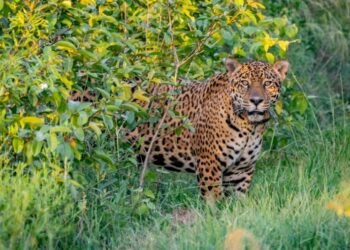 Argentine : Le jaguar réintroduit