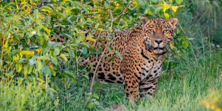Argentine : Le jaguar réintroduit 1 - Le Progrès Egyptien