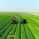 Pas d’impossible : En trois ans, le désert vêtu de vert 13 - Le Progrès Egyptien