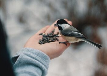 Nourrir les oiseaux en hiver