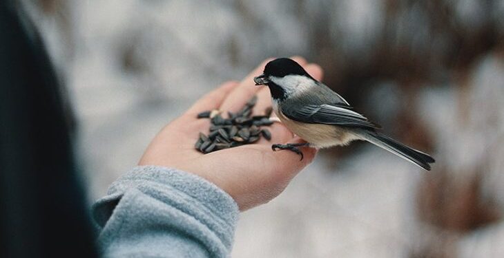 Nourrir les oiseaux en hiver 1 - Le Progrès Egyptien