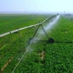 Pas d’impossible : En trois ans, le désert vêtu de vert 19 - Le Progrès Egyptien