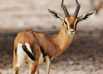 La gazelle est-elle de bonne humeur ?