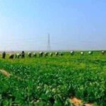 Pas d’impossible : En trois ans, le désert vêtu de vert 5 - Le Progrès Egyptien