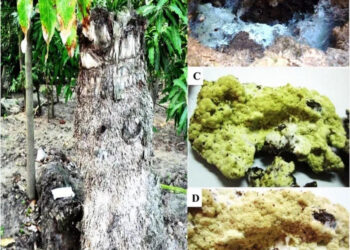 Egypte : Une nouvelle recherche découvre un champignon mortel