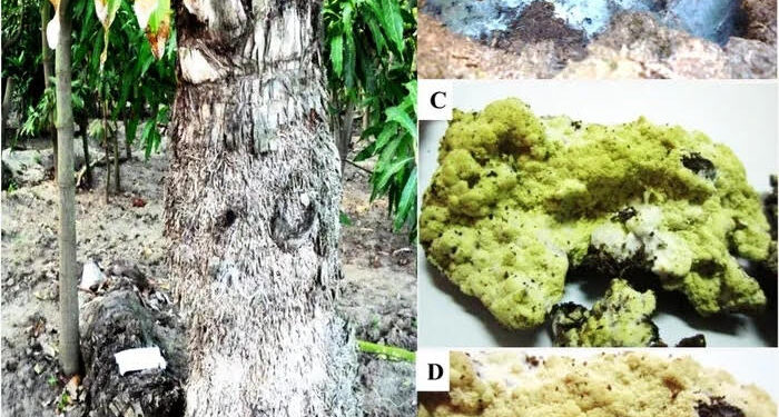 Egypte : Une nouvelle recherche découvre un champignon mortel 1 - Le Progrès Egyptien
