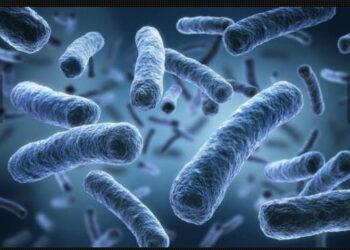 Les bactéries résistantes aux antibiotiques ont tué plusieurs millions en 2019