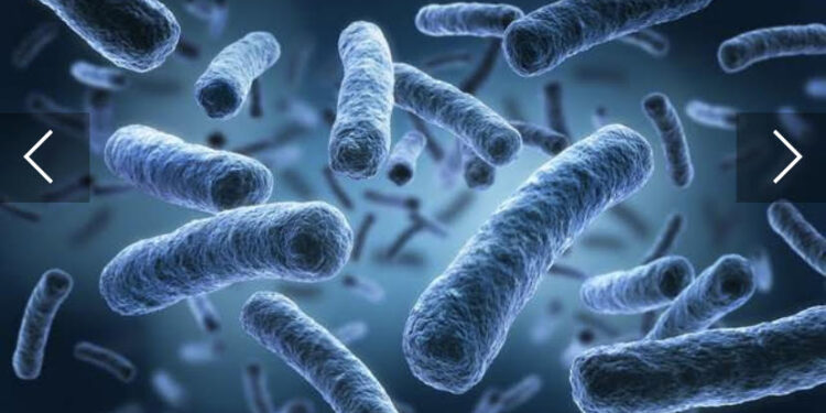 Les bactéries résistantes aux antibiotiques ont tué plusieurs millions en 2019 1 - Le Progrès Egyptien