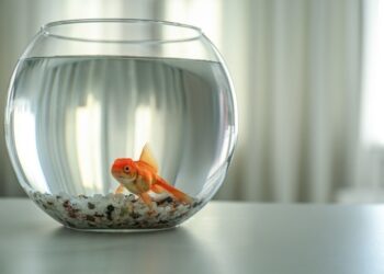 Adieu aux aquariums boules pour les poissons rouges ?