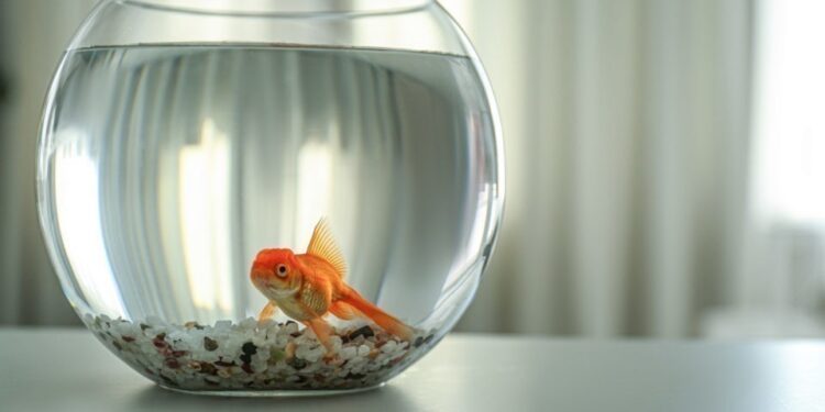 Adieu aux aquariums boules pour les poissons rouges ? 2 - Le Progrès Egyptien Adieu aux aquariums boules pour les poissons rouges ? 1 - Le Progrès Egyptien