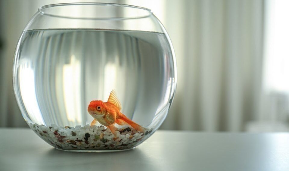 Adieu aux aquariums boules pour les poissons rouges ? 2 - Le Progrès Egyptien Adieu aux aquariums boules pour les poissons rouges ? 1 - Le Progrès Egyptien