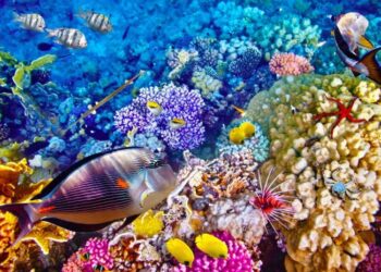 Protection de la Grande Barrière de corail