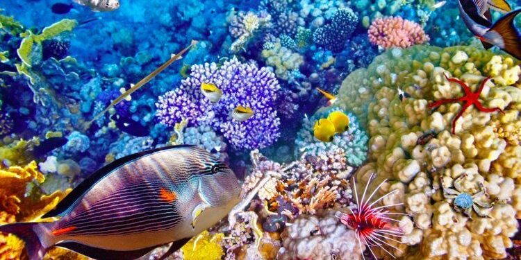 Protection de la Grande Barrière de corail 2 - Le Progrès Egyptien Protection de la Grande Barrière de corail 1 - Le Progrès Egyptien