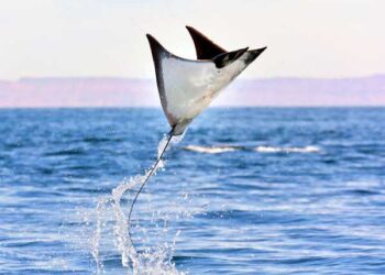 Pourquoi les raies sautent-elles hors de l’eau ?