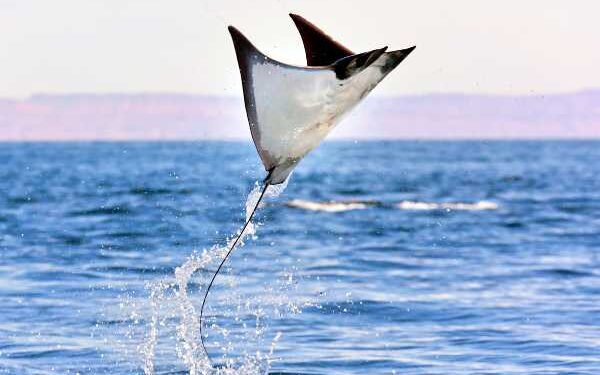 Pourquoi les raies sautent-elles hors de l’eau ? 2 - Le Progrès Egyptien Pourquoi les raies sautent-elles hors de l’eau ? 1 - Le Progrès Egyptien