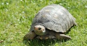 Hâtivement ou lentement ?! 4 - Le Progrès Egyptien Hâtivement ou lentement ?! 3 - Le Progrès Egyptien