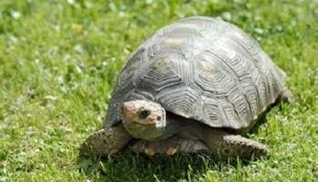 Hâtivement ou lentement ?!