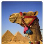 “Je veux visiter l’Egypte ! ”, le rêve des internautes 19 - Le Progrès Egyptien