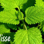 Des plantes médicinales à faire pousser chez soi 15 - Le Progrès Egyptien