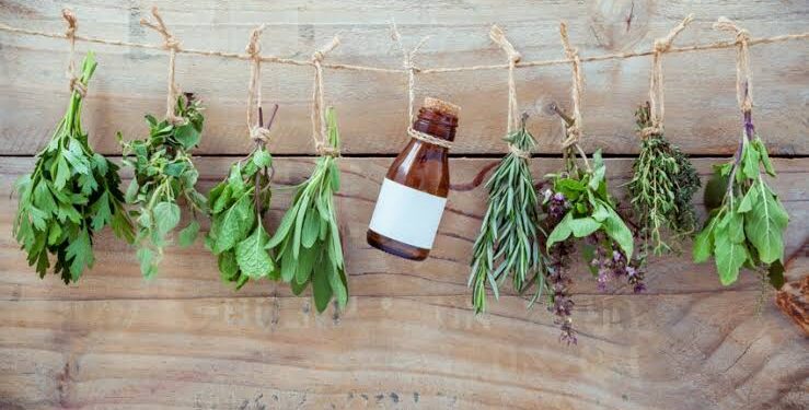 Des plantes médicinales à faire pousser chez soi 1 - Le Progrès Egyptien