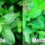 Des plantes médicinales à faire pousser chez soi 9 - Le Progrès Egyptien