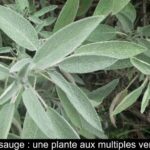Des plantes médicinales à faire pousser chez soi 7 - Le Progrès Egyptien