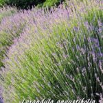 Des plantes médicinales à faire pousser chez soi 5 - Le Progrès Egyptien