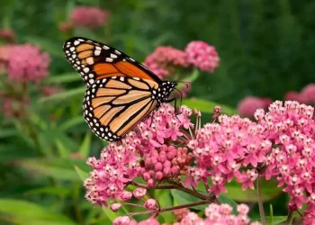Jardin : Des plantes pour attirer les papillons
