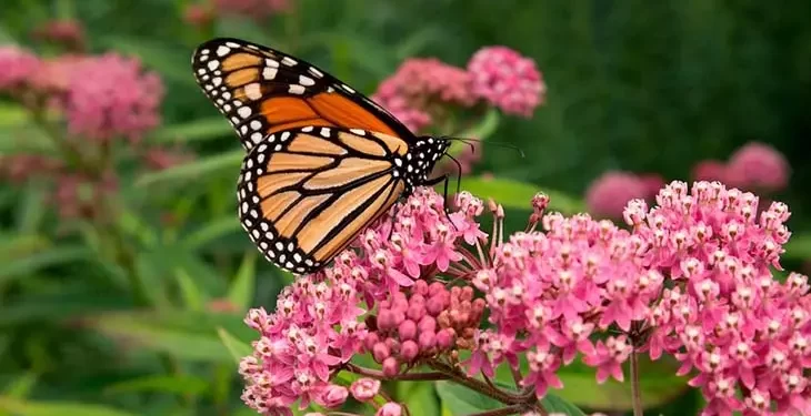 Jardin : Des plantes pour attirer les papillons 1 - Le Progrès Egyptien