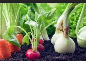 Printemps : Préparez votre potager