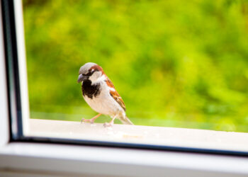 Empêcher les oiseaux de percuter les fenêtres