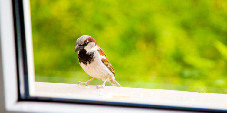 Empêcher les oiseaux de percuter les fenêtres 1 - Le Progrès Egyptien