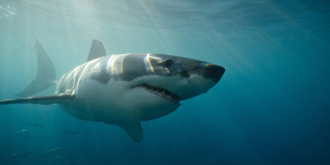 Commerce des requins : L’UE pointée du doigt 1 - Le Progrès Egyptien