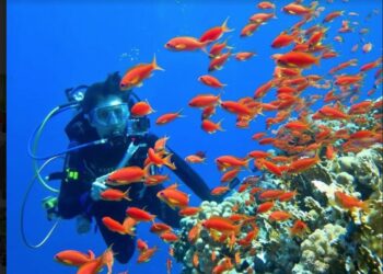 Ras Mohamed : Vers une plongée plus écologique
